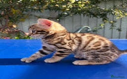 Keetso cats for sale: Stunning golden keetsos  - Image 4