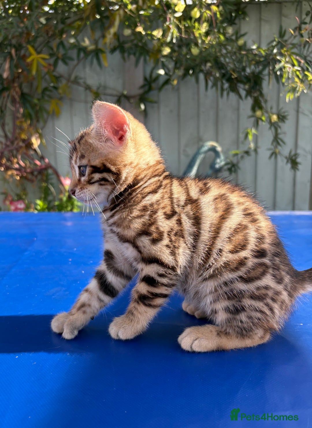 Keetso cats for sale: Stunning golden keetsos  - Image 4