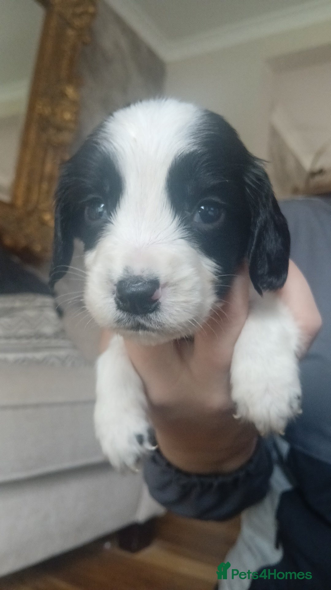 Sprocker dogs for sale: Beautiful litter of sprocker puppies - Image 9