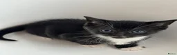 Mixed Breed cats for sale: Amazing mixed breed kittens - Advert 23