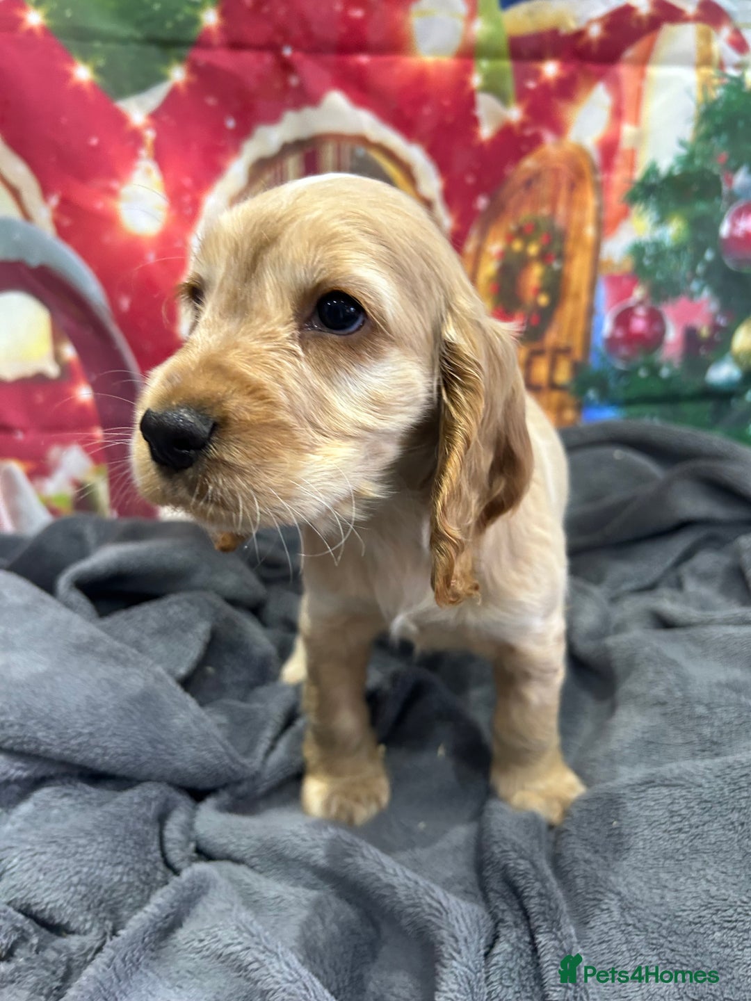 Cocker Spaniel dogs for sale: KC registered, health tested, Show cocker spaniels - Advert 37