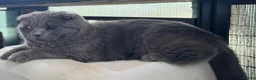 Scottish Fold cats for sale: Scottish Fold class & chinchilla Kittens Available - Advert 13