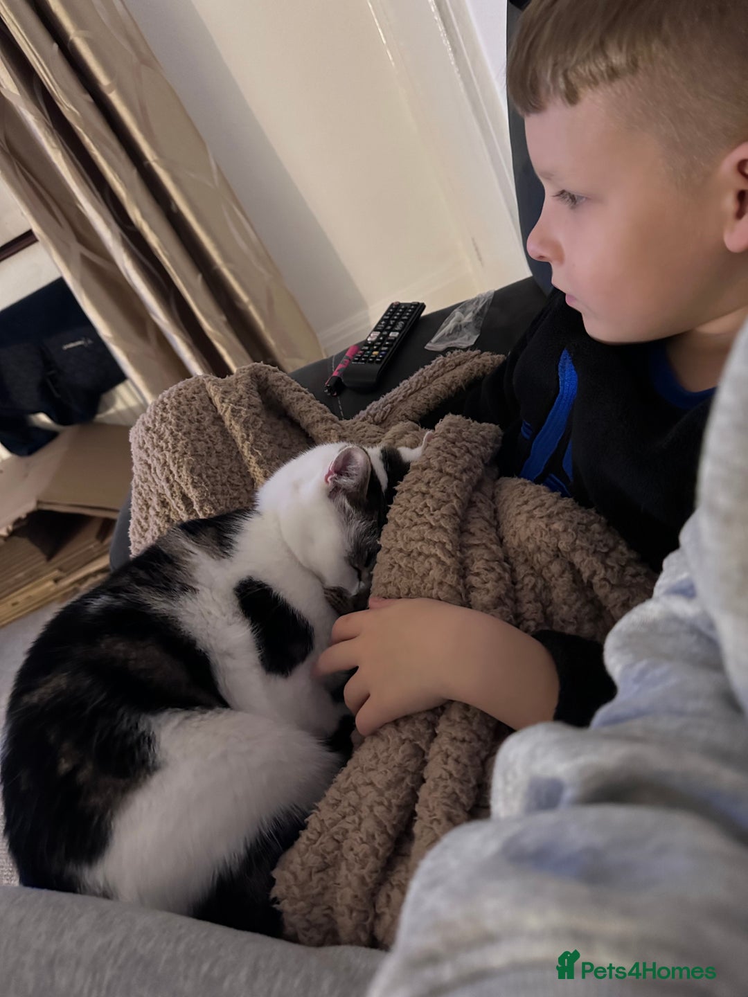 Mixed Breed cats for sale: 2 male cats for sale  - Advert 4