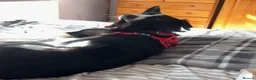 Smooth Collie dogs for sale: New Home Needed! Please Read Description!! in Wisbech - Advert 3