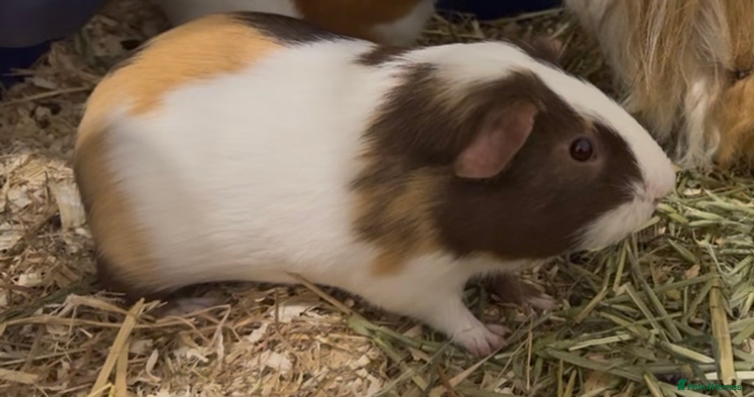Guinea Pig rodents for sale: Guinea pigs for sale - Image 4