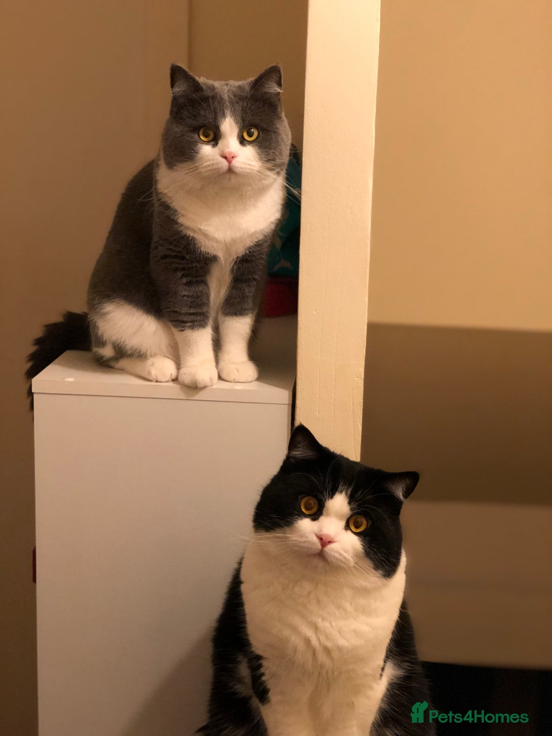 Ragdoll cats for sale: 7yr old Brothers need new home!! - Image 7