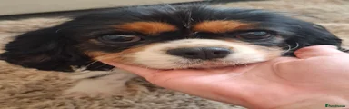 Cavalier King Charles Spaniel 1