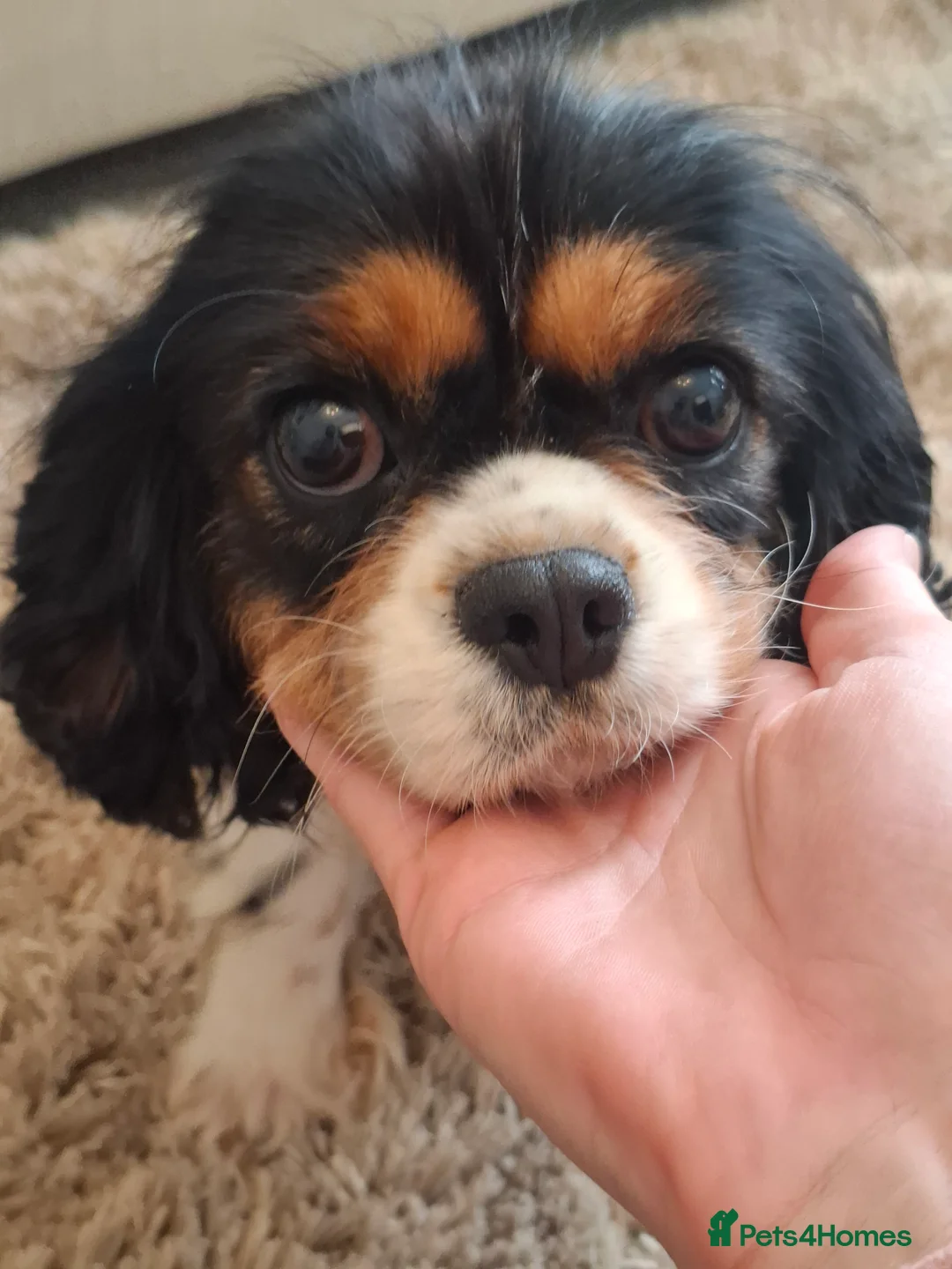 Cavalier King Charles Spaniel dogs for sale: Kc reg spayed females, 3 and 4 years old - Advert 7