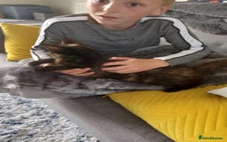 Mixed Breed cats for sale: 3year old tortoiseshell female needs loving home - Image 3