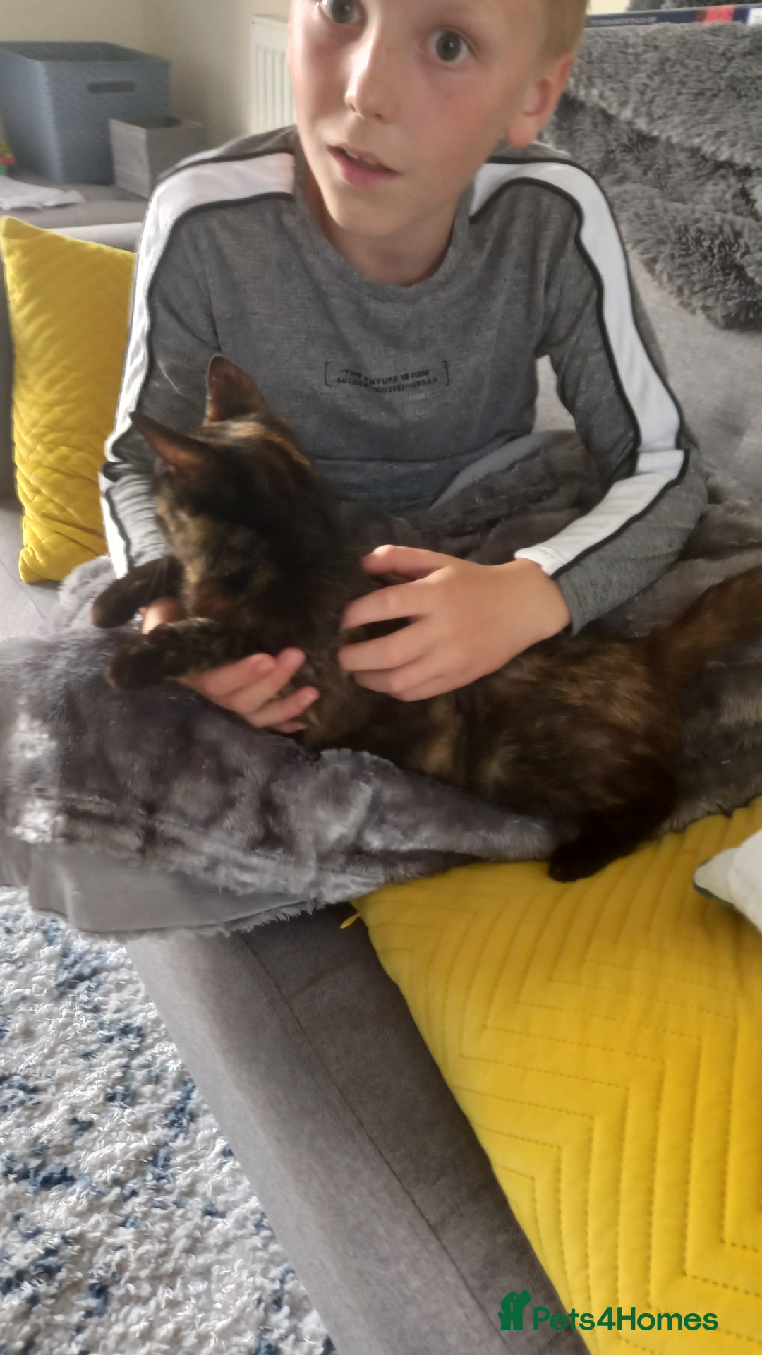 Mixed Breed cats for sale: 3year old tortoiseshell female needs loving home - Image 3