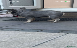 French Bulldog dogs for sale: Kc Reg Micro frenchies for sale - Image 25