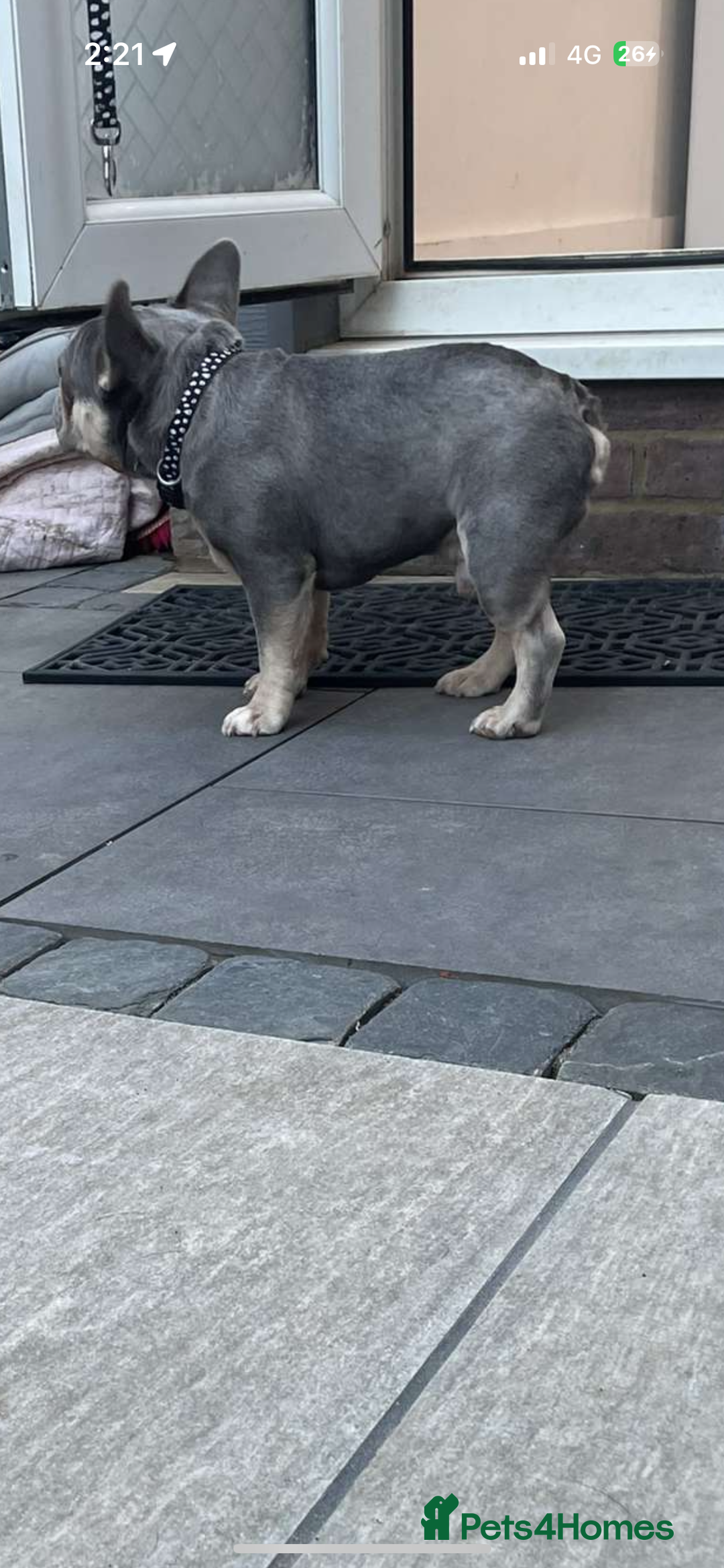 French Bulldog dogs for sale: Kc Reg Micro frenchies for sale - Image 25