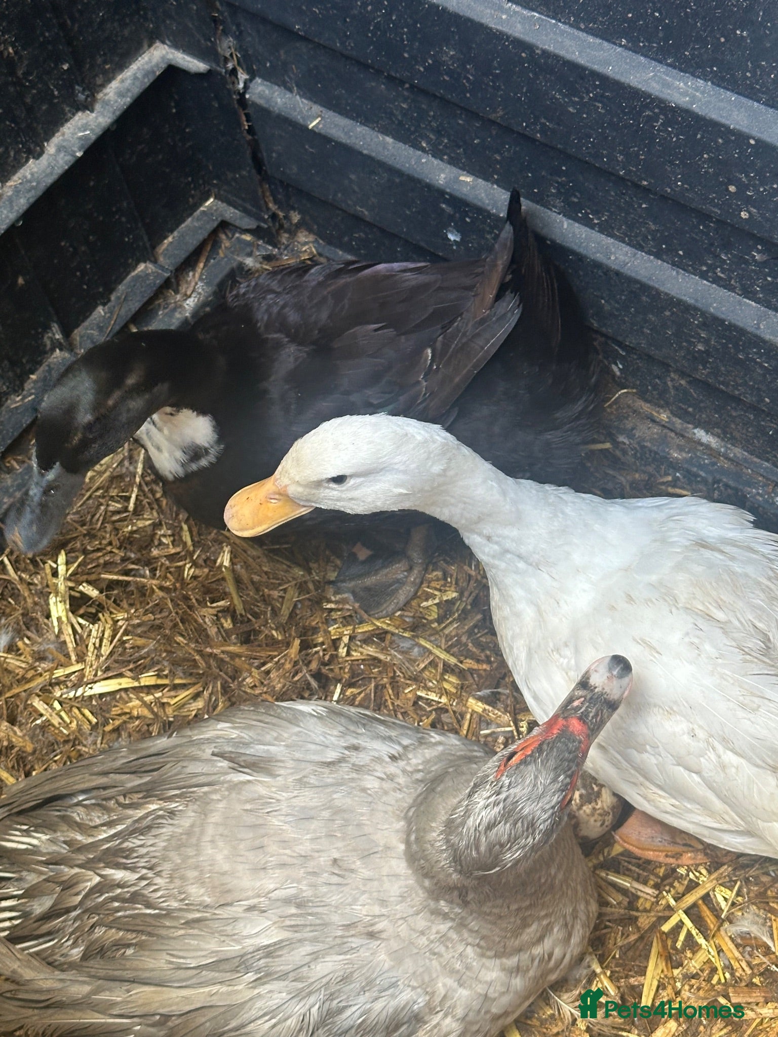 Ducks poultry Black Swedish duck female  - Advert 3