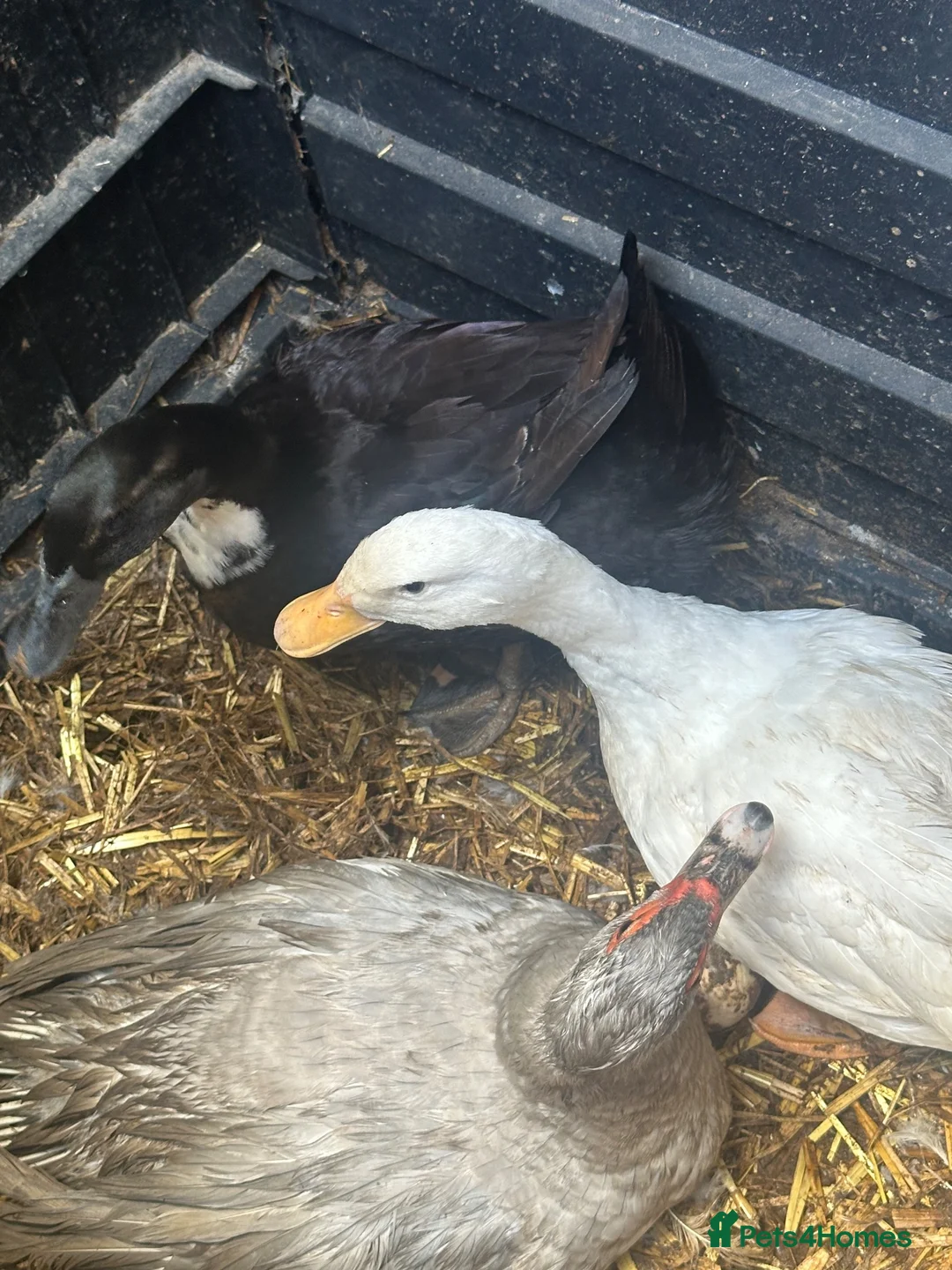 Ducks poultry for sale: Black Swedish duck female  in Lancing - Advert 1