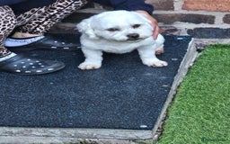 Bichon Frise dogs for sale: Gucci bichon frise - Image 9