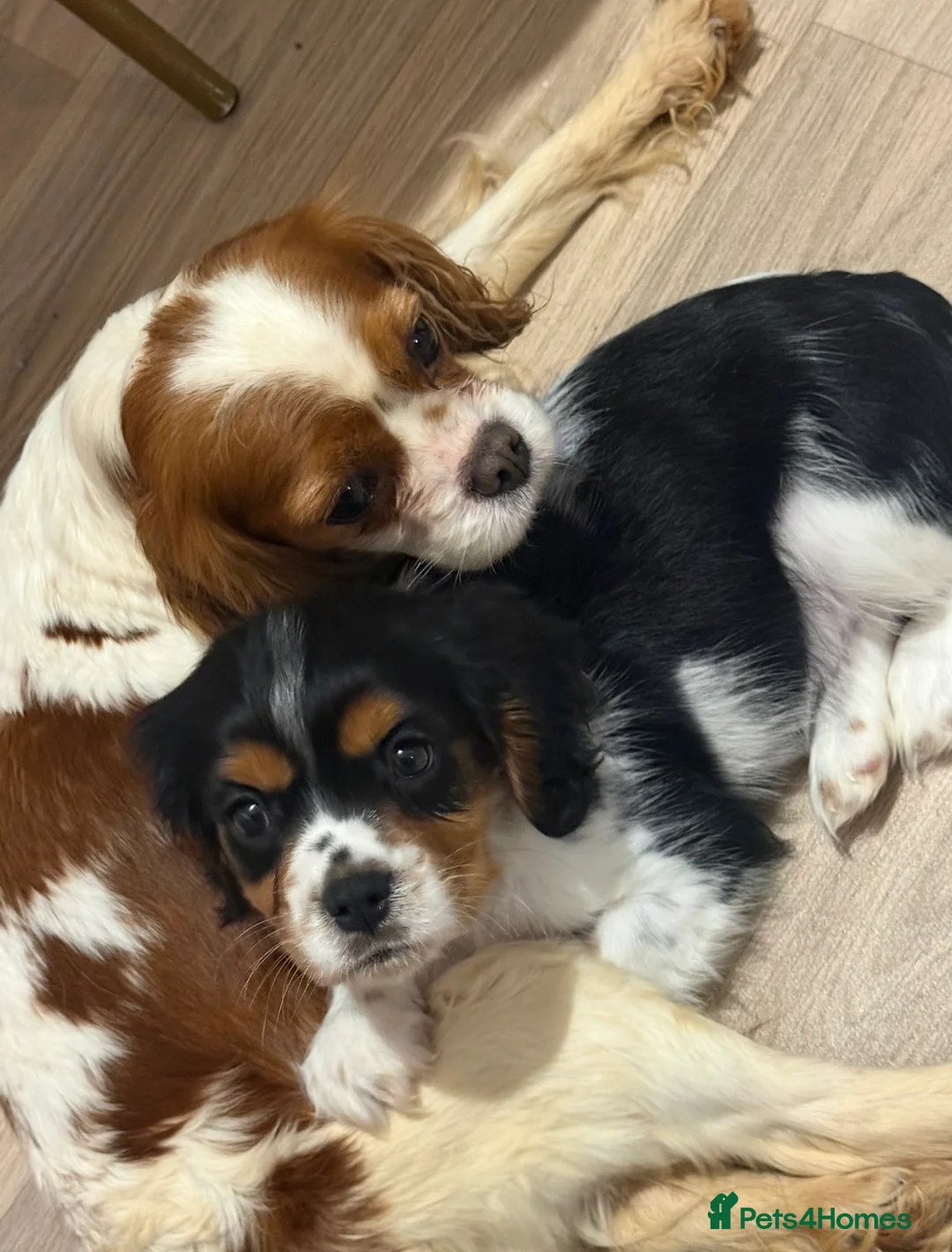 Cavalier King Charles Spaniel dogs for sale: Beautiful cavalier King Charles puppies 🩷💙 - Advert 8