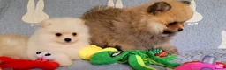 Pomeranian dogs for sale: Stunning KC Pomeranian Puppies for sale - Advert 12