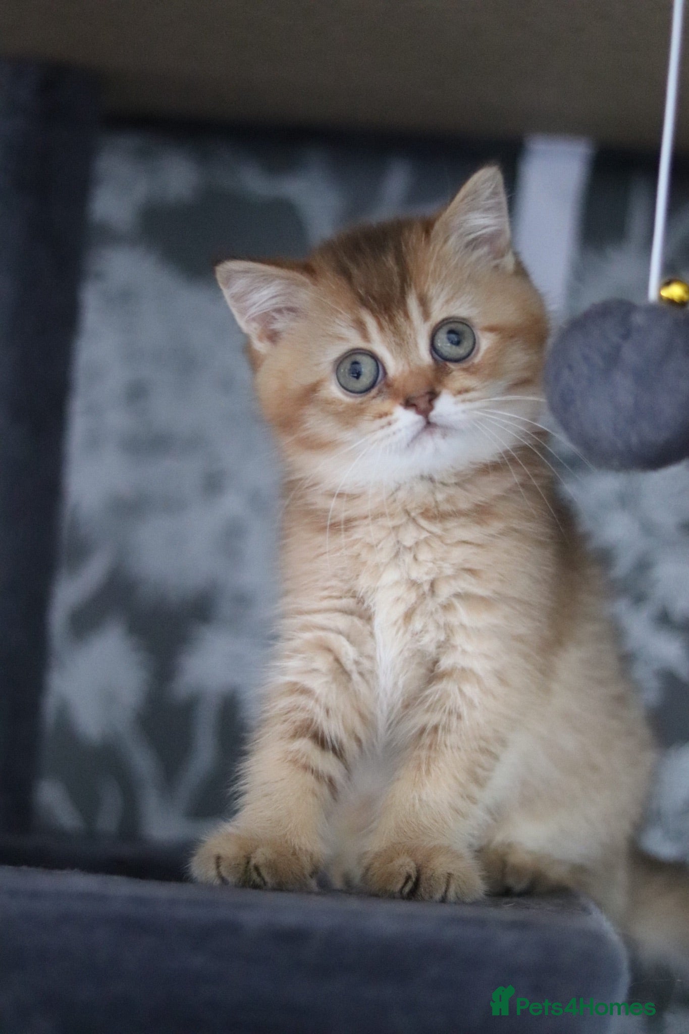 British Shorthair cats 💛 Beautiful Teddy Bear British Shorthair Girl 💛 - Advert 2
