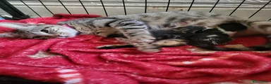 Black tabby