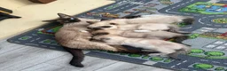 Ragamese cats for sale: 🐾 Gorgeous Ragamese Kittens  in Nottingham - Advert 3