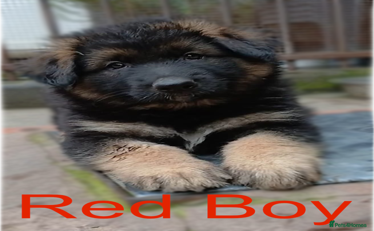German Shepherd dogs - Advert 1