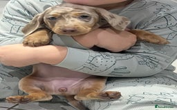 Miniature Dachshund dogs for sale: 🥰 Stunning Miniature Dachshunds 🥰 - Advert 4