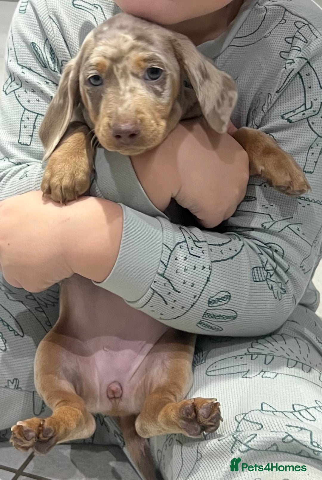 Miniature Dachshund dogs for sale: 🥰 Stunning Miniature Dachshunds 🥰 - Advert 4