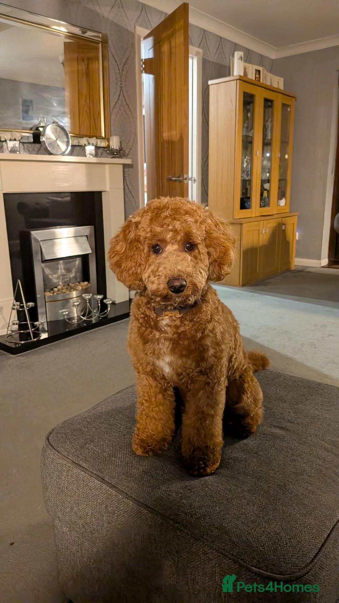 Miniature Poodle dogs for stud: KC Miniature Poodle 1st time Stud - Advert 1