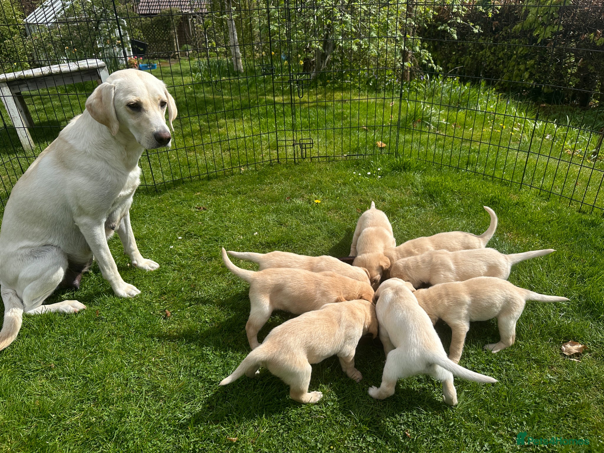Labrador Retriever dogs Labrador puppies - Advert 2