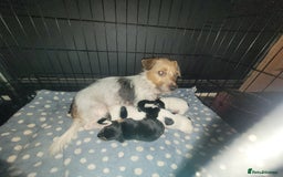 Jack Chi dogs for sale: Beautiful Jack Chi girls - Image 7