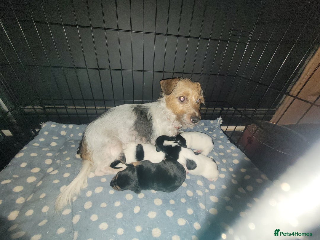 Jack Chi dogs for sale: Beautiful Jack Chi girls - Image 7