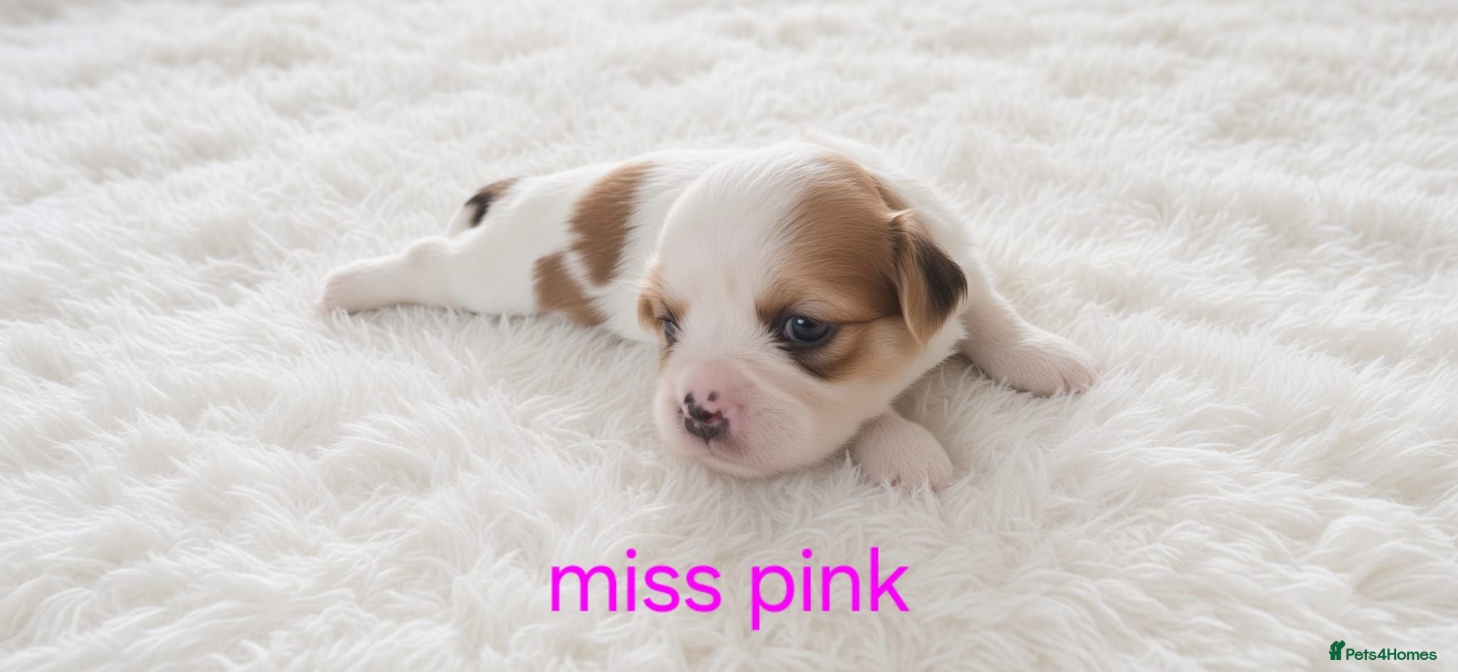 Lhasa Apso dogs KC REG LHASA APSO PUPS  - Advert 5