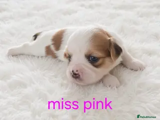 Lhasa Apso dogs KC REG LHASA APSO PUPS - Advert 6