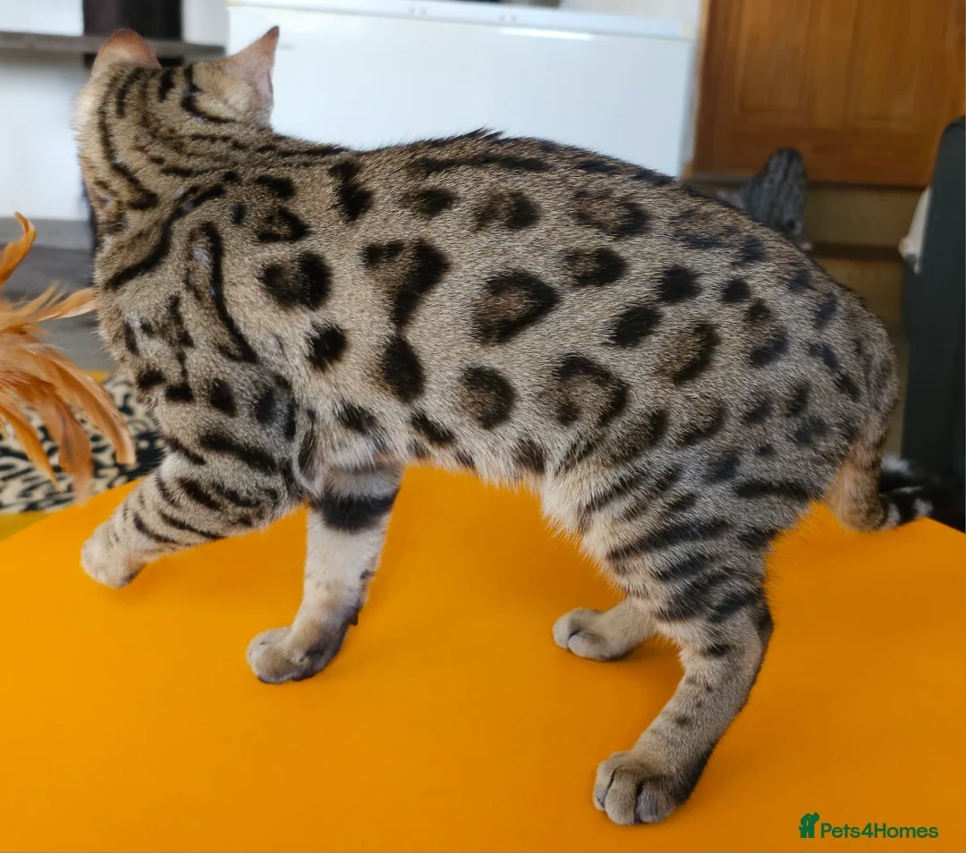 Bengal cats for sale: Gorgeous Brown Rosetted Boy Available  - Advert 6