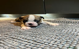 French Bulldog dogs for sale: ♥️Litter of 6 French Bulldog Puppies♥️ - Advert 10