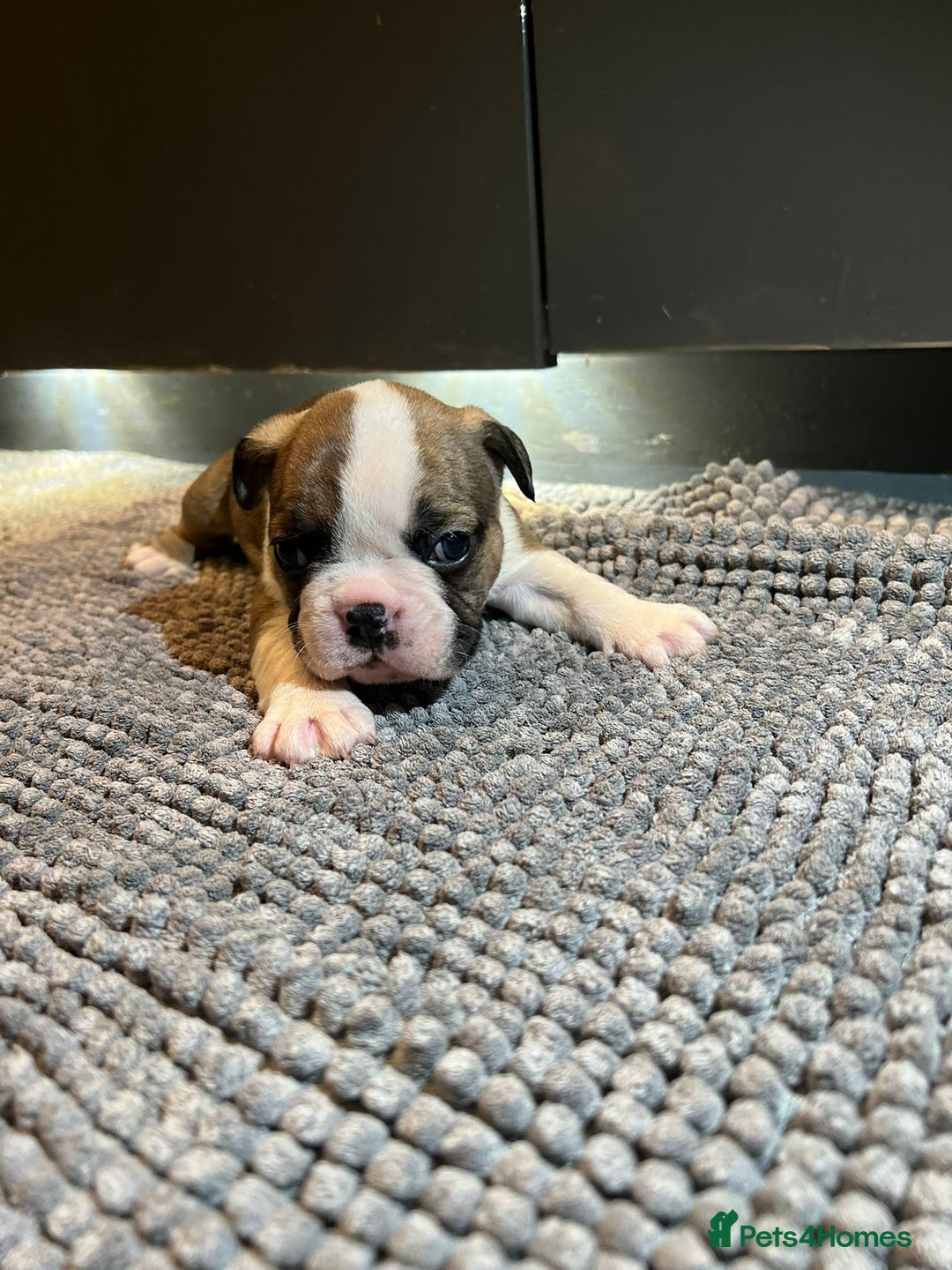 French Bulldog dogs for sale: ♥️Litter of 6 French Bulldog Puppies♥️ - Advert 10