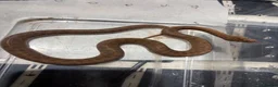 Python Snake reptiles for sale: Royal pythons/children’s pythons  - Advert 4