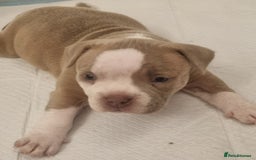 American Bully dogs for sale: 4 pocket bully pups. - Advert 10