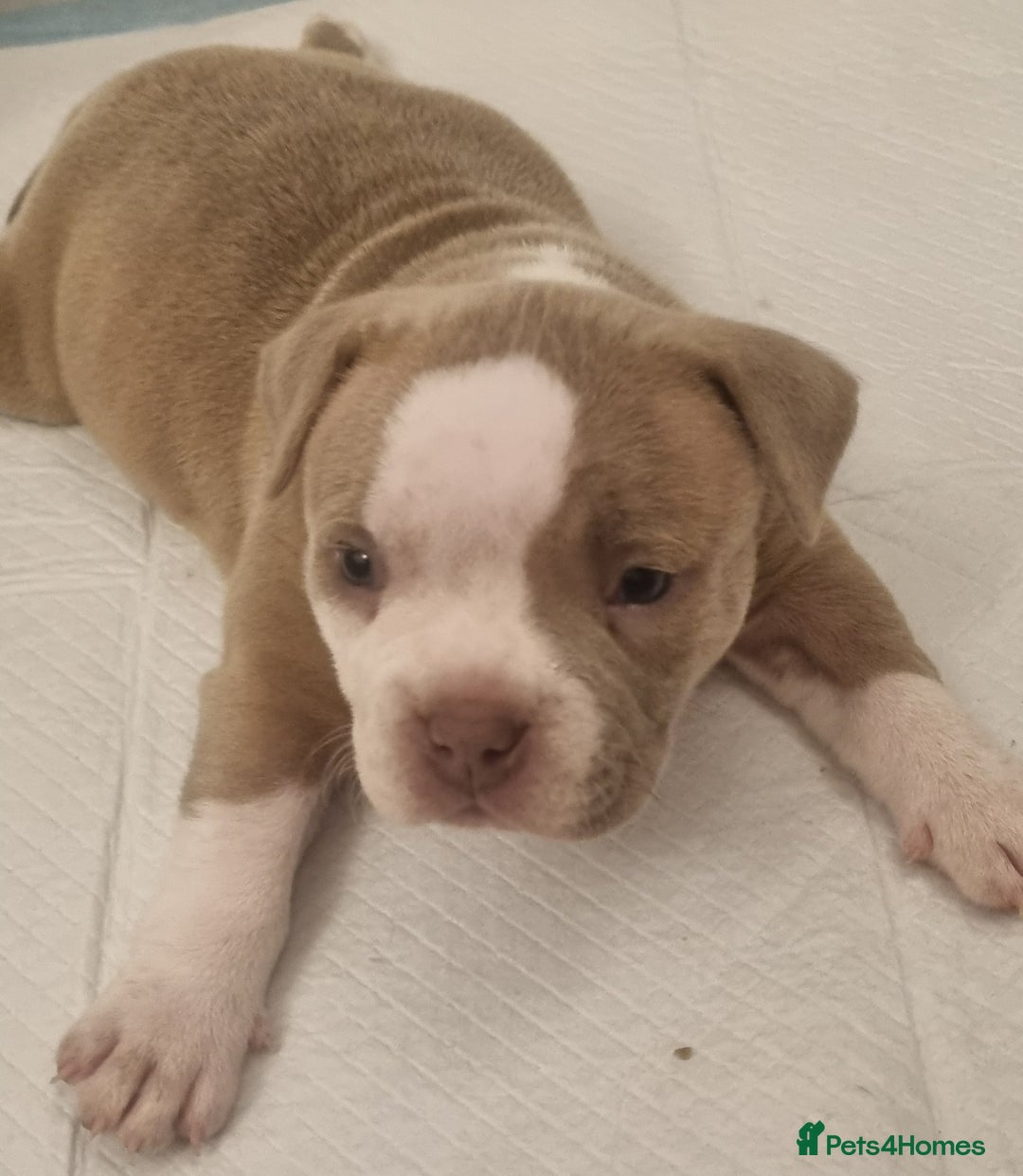 American Bully dogs for sale: 4 pocket bully pups. - Advert 10