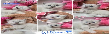 William