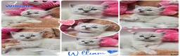 Ragdoll cats for sale: 😻Beautiful GCCF Registered Ragdoll Kittens😻 - Advert 24