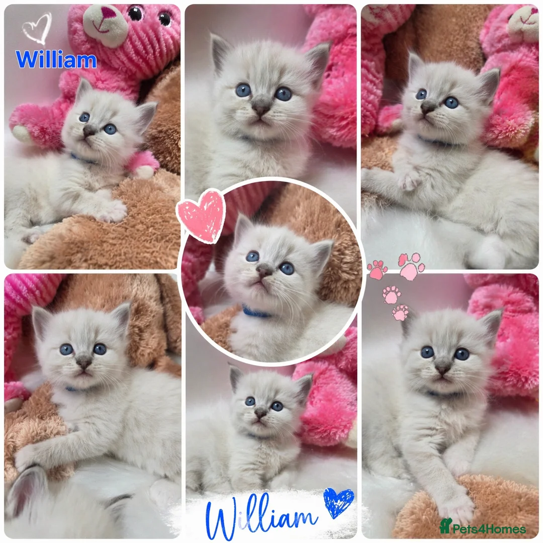 Ragdoll cats for sale: 😻Beautiful GCCF Registered Ragdoll Kittens😻 - Advert 24