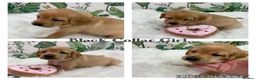 Labrador Retriever dogs for sale: Stunning Labrador Retriever Puppies  - Advert 29