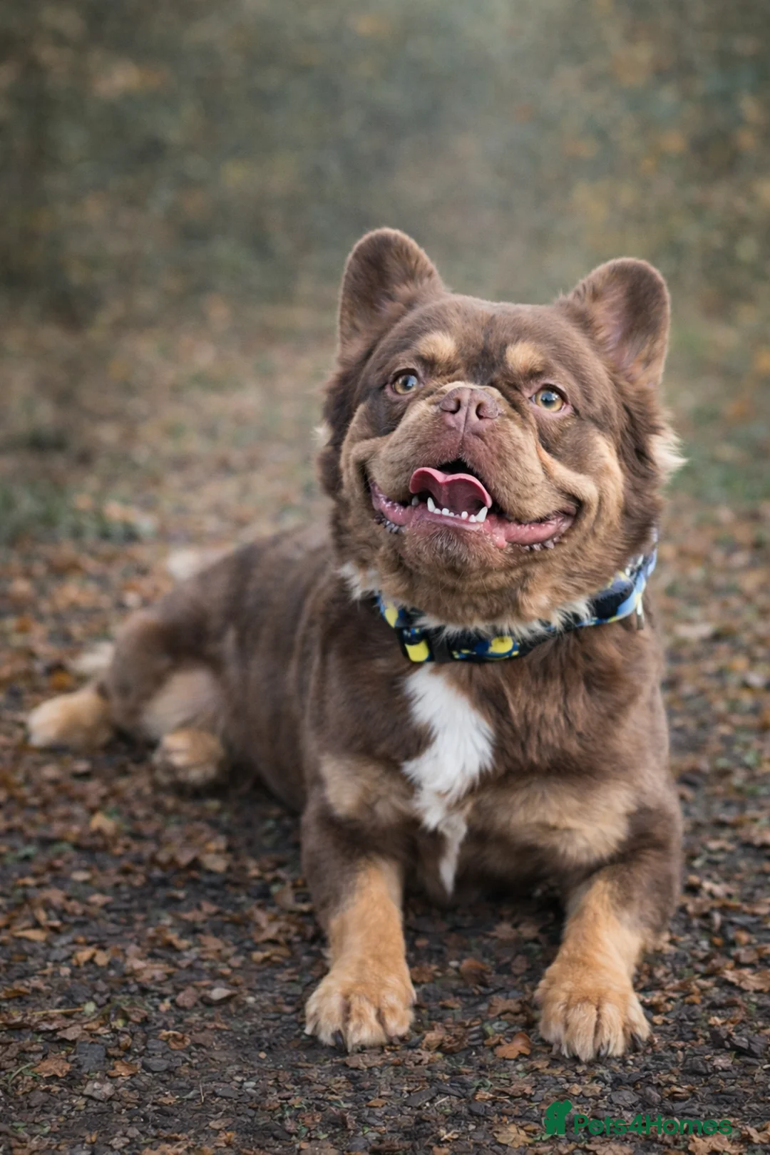 French Bulldog dogs for stud: Rojo Tan Visual Fluffy French Bulldog Stud in Blairgowrie - Advert 2