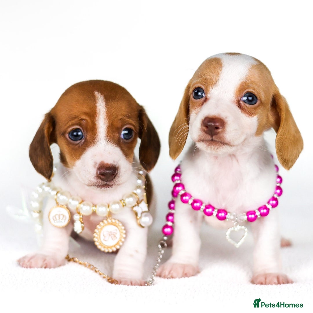 Miniature Dachshund dogs for sale: Quality miniature Dachshunds Liverpool  - Image 6