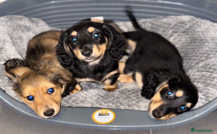 Miniature Dachshund dogs Long haired miniature dachshund  - Advert 1