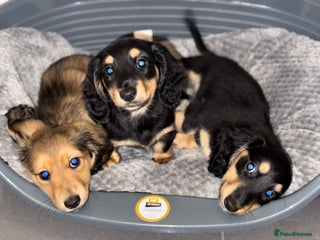 Miniature Dachshund dogs Long haired miniature dachshund - Advert 14