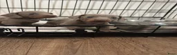 Dachshund dogs for sale: Dashound puppys  - Advert 2