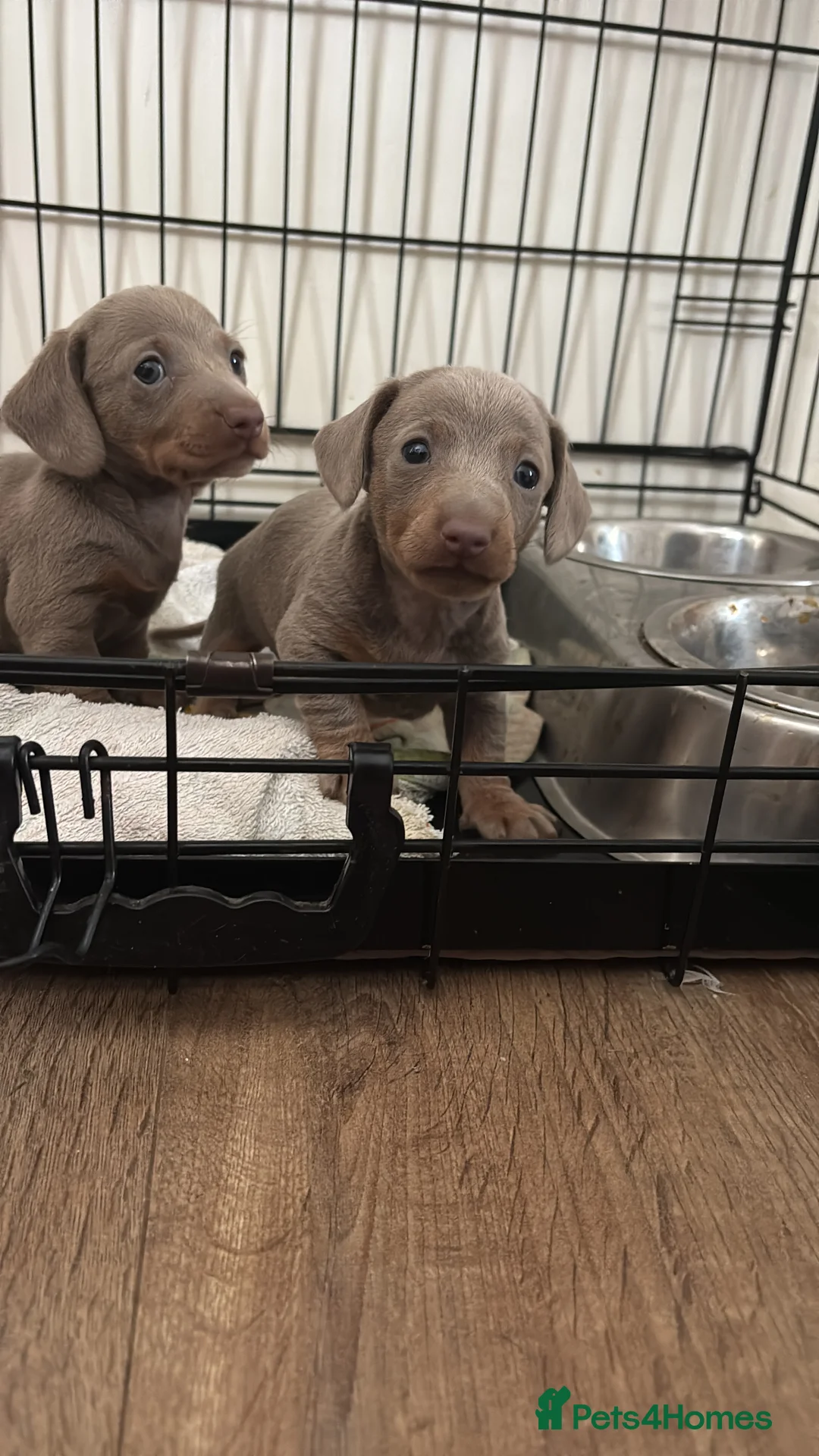 Dachshund dogs for sale: Dashound puppys  - Advert 2