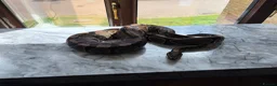 Python Snake reptiles for sale: 2 bull pythons for sale boy and girl - Advert 7